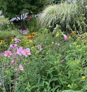 Cross Mills Library and Charlestown Historical Society Garden 2020