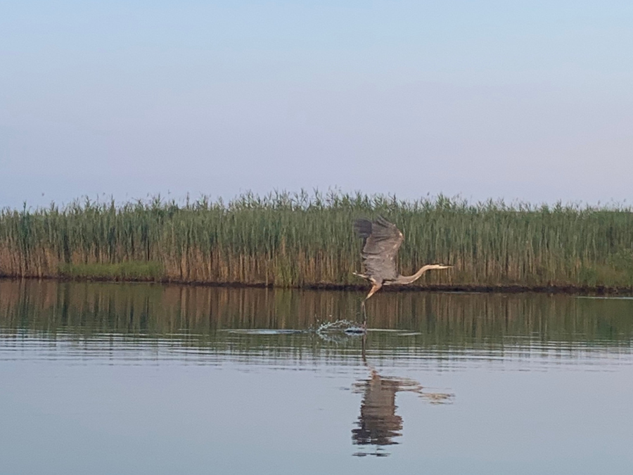 Heron Takes Flight at Ninigret Pond, Charlestown, RI